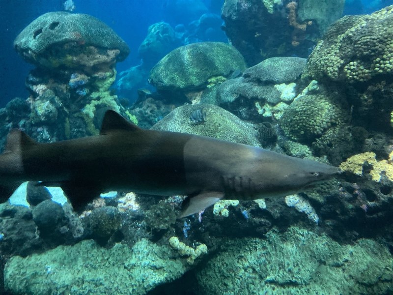 Sand tiger shark, Greynurse Shark Lue Nurse Shark, Grey Nurse Shark, Nuss Shark, Sand Shark, Sand Tiger, Sand Tiger Shark, Sandtiger Shark, Shovel-nosed Shark, Spotted Ragged Tooth, Spotted Ragged-tooth, Carcharias taurus