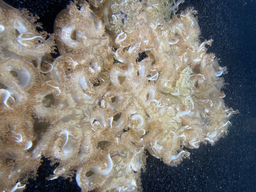 , Upside-down Sea Jelly, Cassiopea andromeda