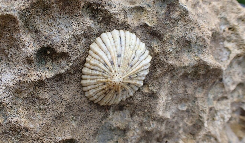 Cellana Shell Cellana howensis