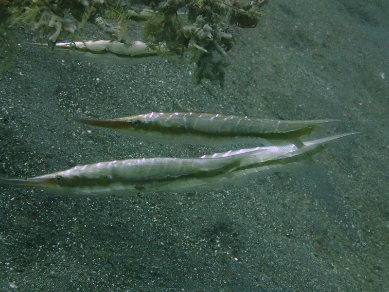 Smooth razorfish, Smooth Razorfish, Water Shrimpfish, Smooth Razor-Fish - Centriscus cristatus, Centriscus cristatus