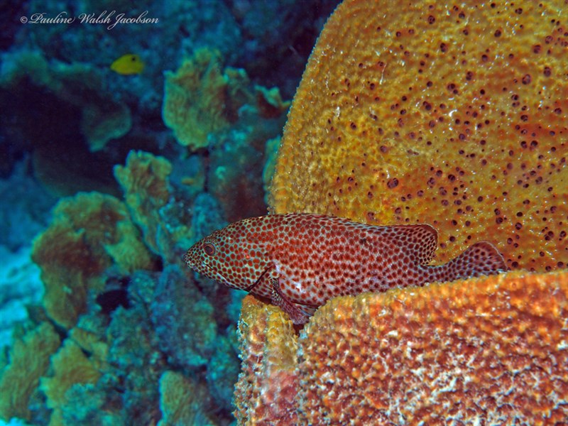 Graysby, Coney Barbados, Deady Jamaica, Graysby, Cephalopholis cruentata