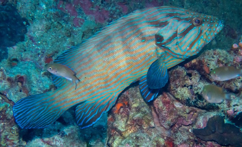 Bluelined hind, Bluelined Hind, Cephalopholis formosa