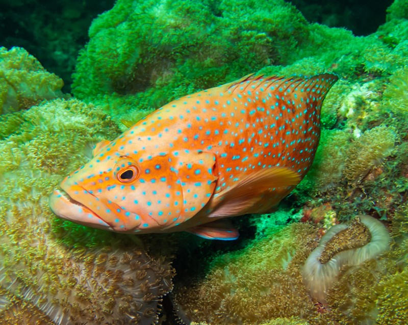 Coral hind, Red Sea Coral Grouper, Coral Hind, Cephalopholis miniata