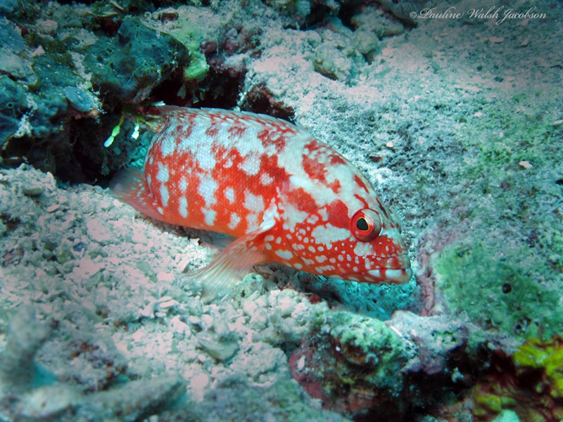 Strawberry hind, Strawberry Rockcod, Strawberry Cod, Orange Rock-Cod, Strawberry Hind, Strawberry Grouper, Cephalopholis spiloparaea