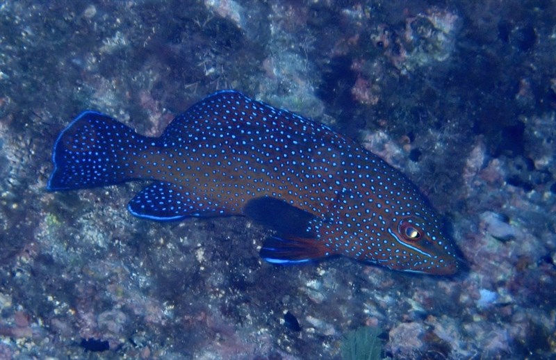 Bluespotted seabass, Bluespotted Seabass, Cephalopholis taeniops