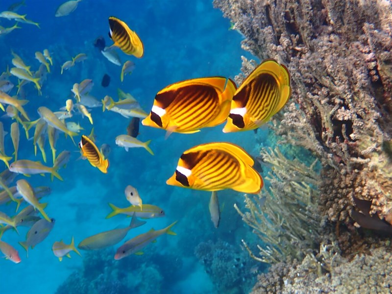 Diagonal butterflyfish, Diagonal Butterflyfish - Chaetodon fasciatus, Chaetodon fasciatus