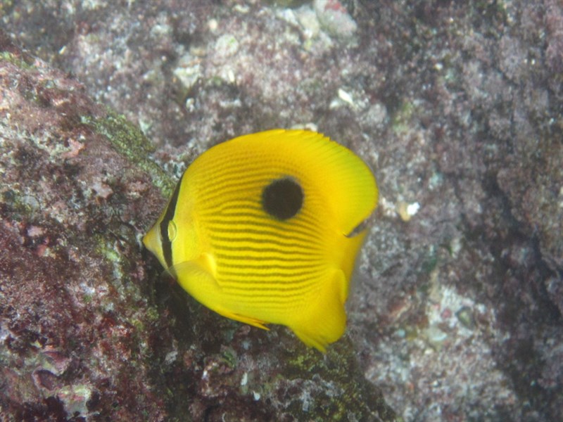 Zanzibar butterflyfish, Zanzibar Butterflyfish, Chaetodon zanzibarensis