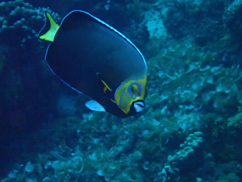 Conspicuous angelfish, Conspicuous Angelfish, Chaetodontoplus conspicillatus