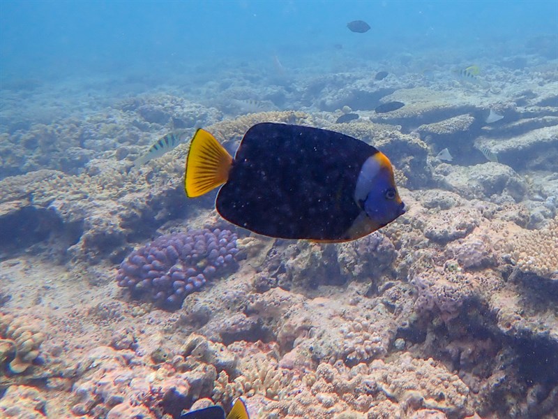 Queensland yellowtail angelfish, Queensland Yellowtail Angelfish, Chaetodontoplus meredithi