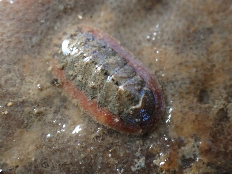 , Chaetopleura lanuginosa, Chaetopleura lanuginosa