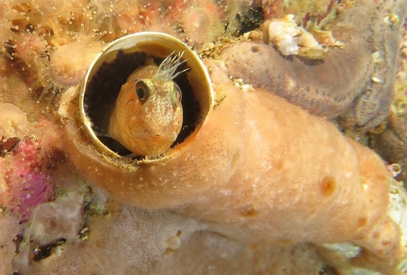 Two-eyed blenny, Two-eyed Blenny - Chalaroderma ocellata, Chalaroderma ocellata