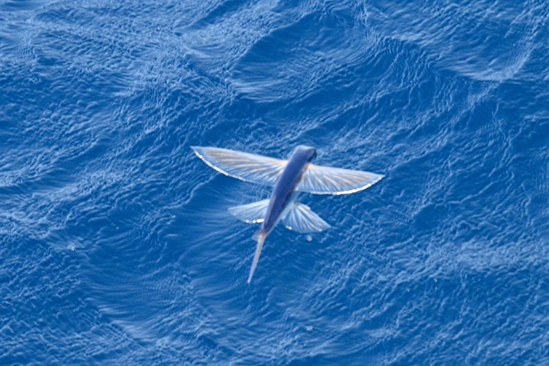 Atlantic flyingfish, Atlantic Flying Fish - Cheilopogon melanurus, Cheilopogon melanurus