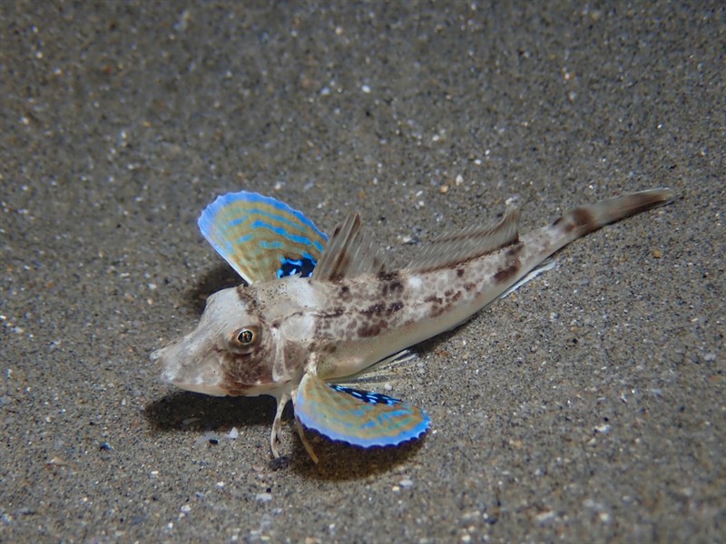 Tub gurnard, Tub Gurnard, Chelidonichthys lucerna