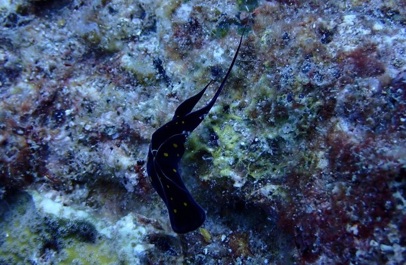 , Punctate Chelidonura , Headshield Slug - Chelidonura punctata, Chelidonura punctata