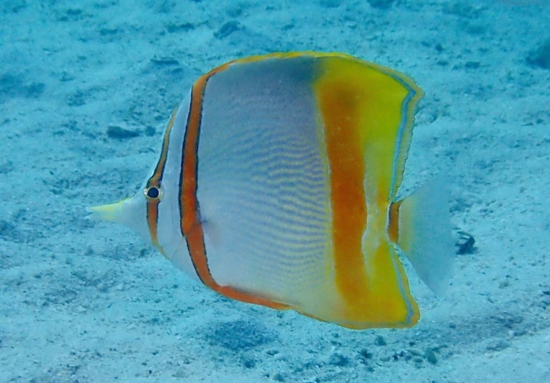 Margined coralfish, Margined Coral Fish, Western Beaked Butterflyfish, Willemawillum, Chelmon marginalis