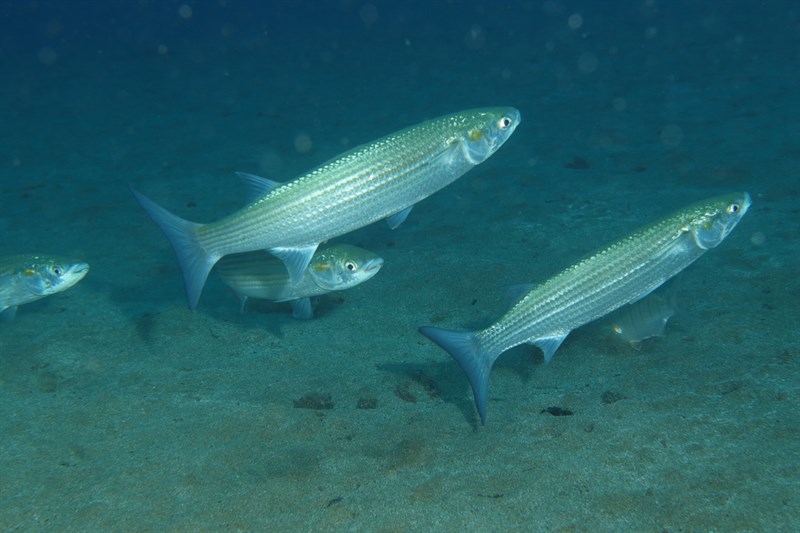 Golden grey mullet, Golden Grey Mullet, Chelon auratus