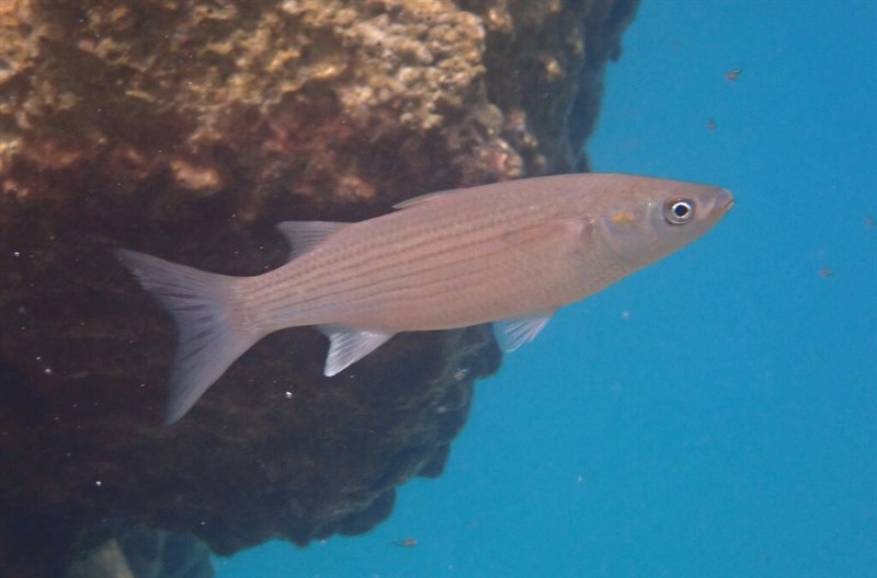 Thicklip grey mullet, Thicklip Grey Mullet - Chelon labrosus, Chelon labrosus