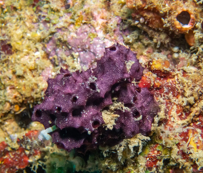 , Violet Sponge, Chelonaplysilla violacea