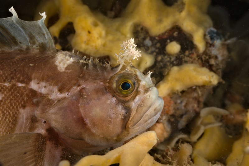 Yarrell's blenny, Yarrell's Blenny, Chirolophis ascanii