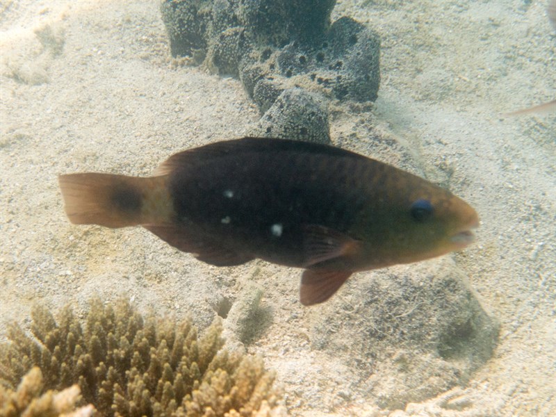 Daisy parrotfish, Bullethead Parrotfish, Burnt Parrotfish, Daisy Parrotfish, Green-finned Parrotfish, Green Parrotfish, Shabby Parrotfish, Indian Bullethead Parrotfish, Chlorurus sordidus