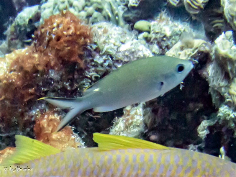 Damselfish, Chromis chromis