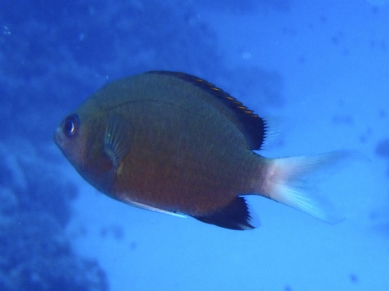 Pemba chromis, Pemba Chromis, Chromis pembae