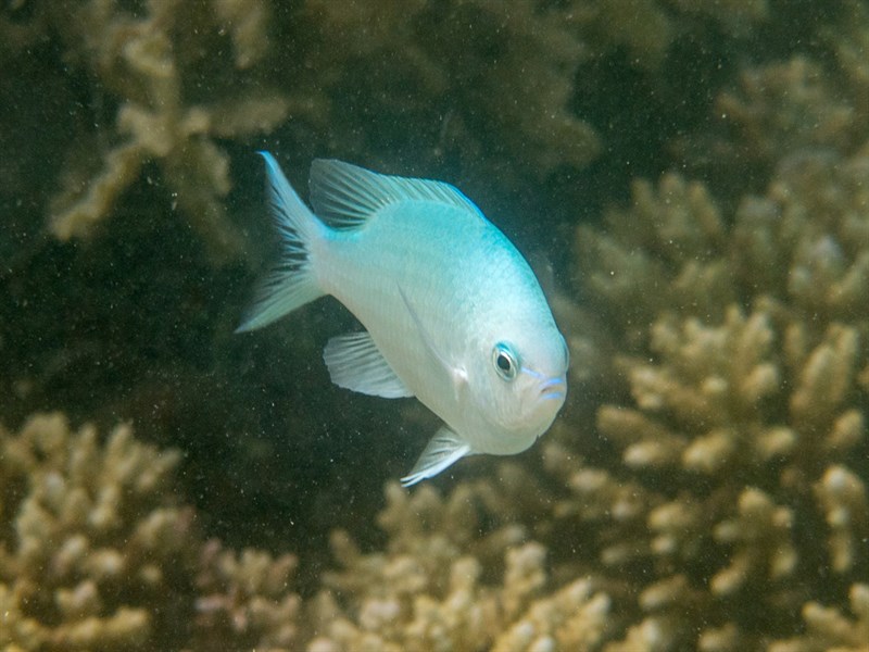 Blue green damselfish, Blue Green Damselfish, Blue Puller, Blue-green Chromis, Green Puller, Chromis viridis