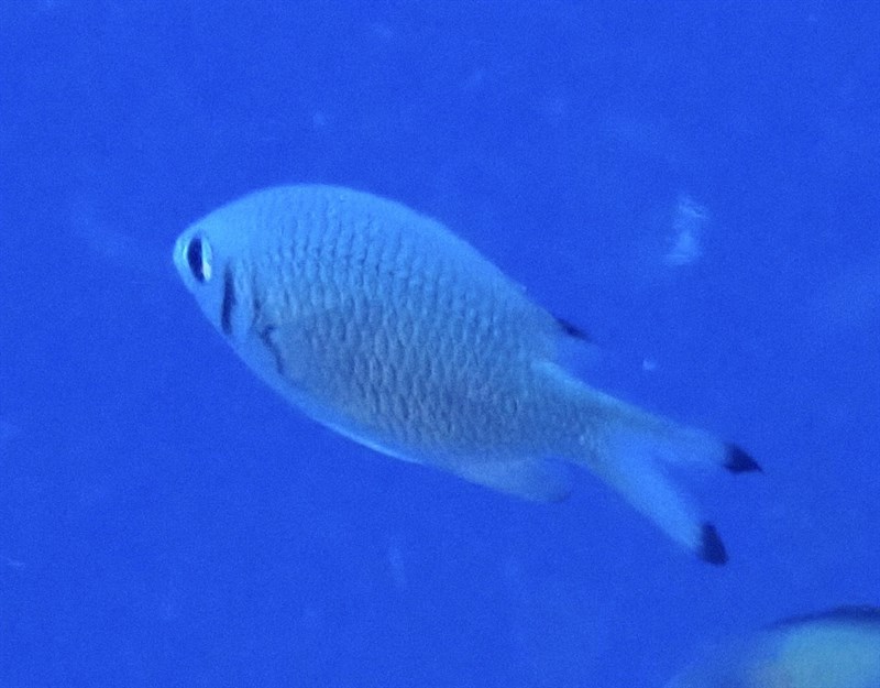 Weber's chromis, Weber's Chromis, Weber's Puller,, Chromis weberi