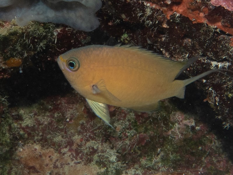 Buff chromis, Buff Chromis, Chromis xutha