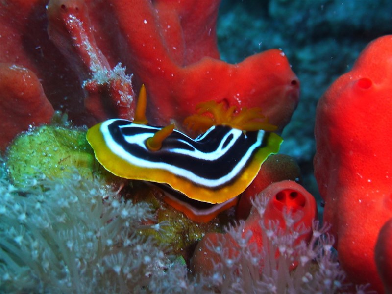 , African Chromodoris, Chromodoris africana