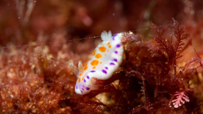 , Ambiguous Chromodoris,Blue-Spotted Sea Slug, Doubtful Sea-slug, Chromodoris ambigua