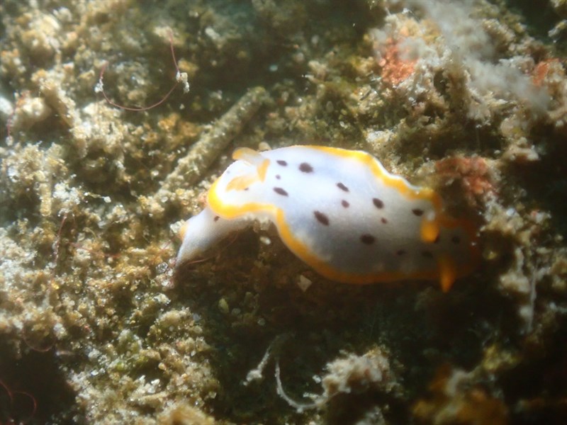 , Spotted White Sea Slug - Chromodoris orientalis, Chromodoris orientalis