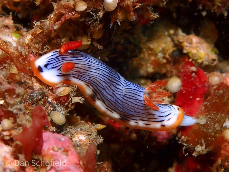 , Nudibranch, Chromodoris quagga