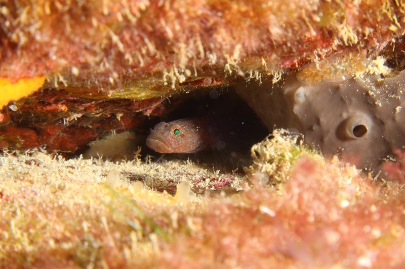 Brito's goby, Brito's Goby, Chromogobius britoi