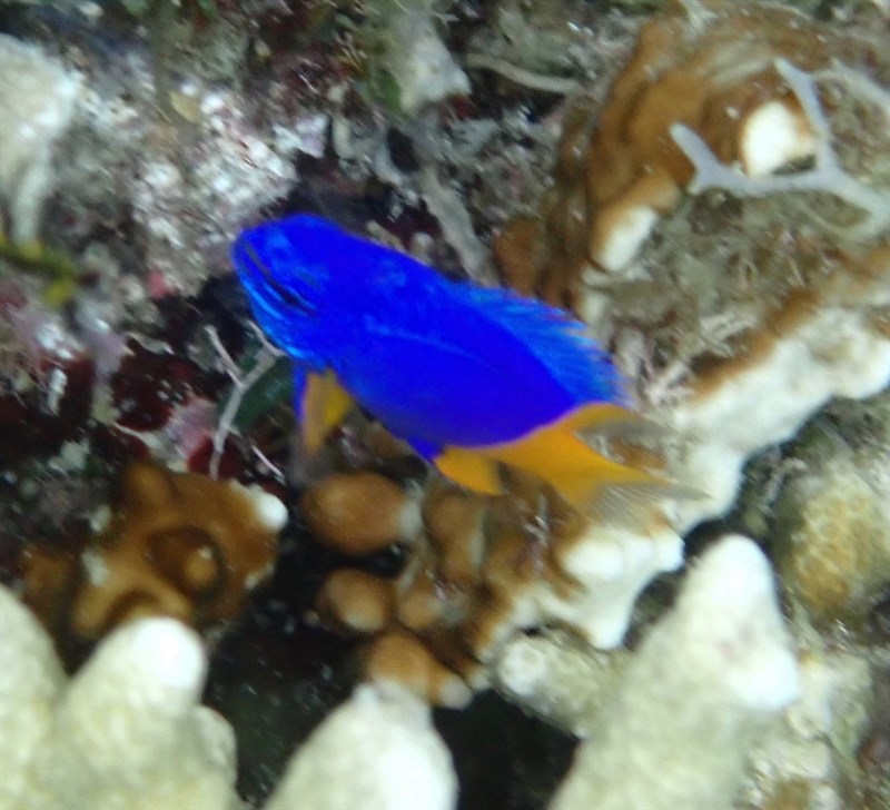 Arnaz's damselfish, Arnazae Damselfish - Chrysiptera arnazae, Chrysiptera arnazae