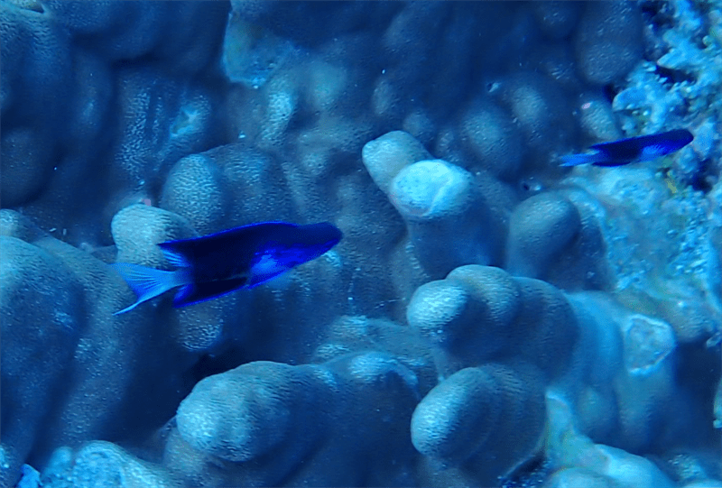 Easter damselfish, Easter Damselfish, Chrysiptera rapanui