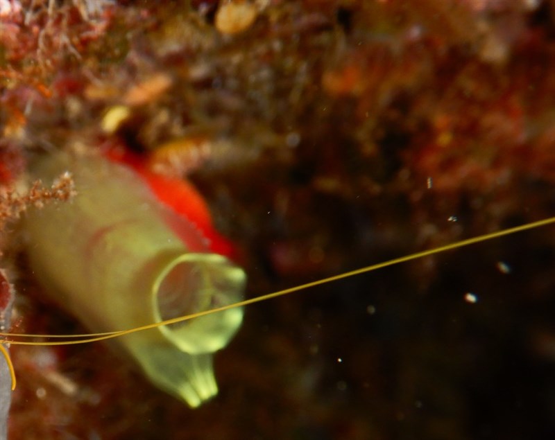 , Yellow Sea Squirt - Ciona edwardsi, Ciona edwardsi