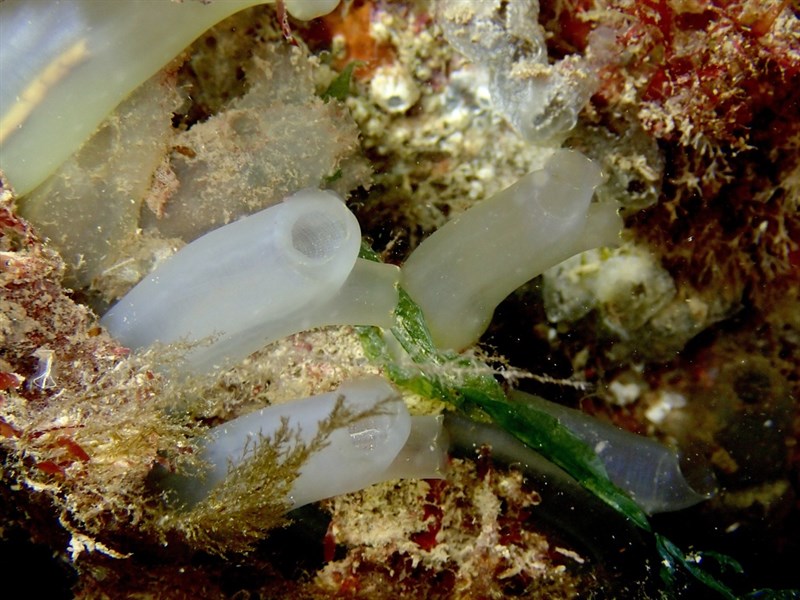 , Vase Tunicate, Ciona intestinalis