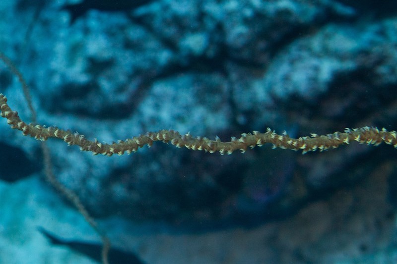 , Wire Coral, Cirrhipathes anguina