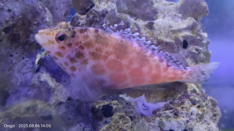 Coral hawkfish, Coral Hawkfish, Pixy Hawkfish, Cirrhitichthys oxycephalus