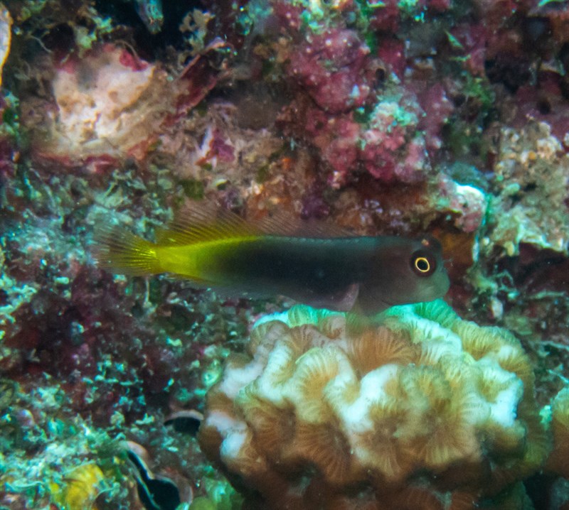 Chestnut eyelash-blenny, Chestnut Eyelash-blenny, Spotted-chin Blenny, Cirripectes castaneus