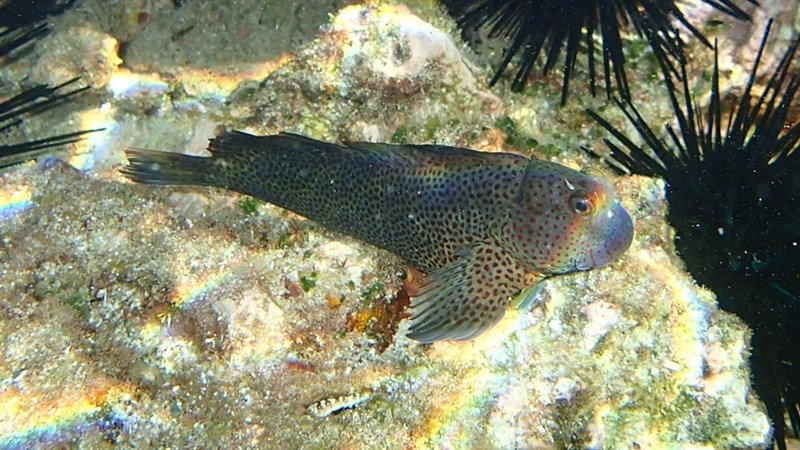 , Randall´s Blenny - Cirripectes randalli, Cirripectes randalli