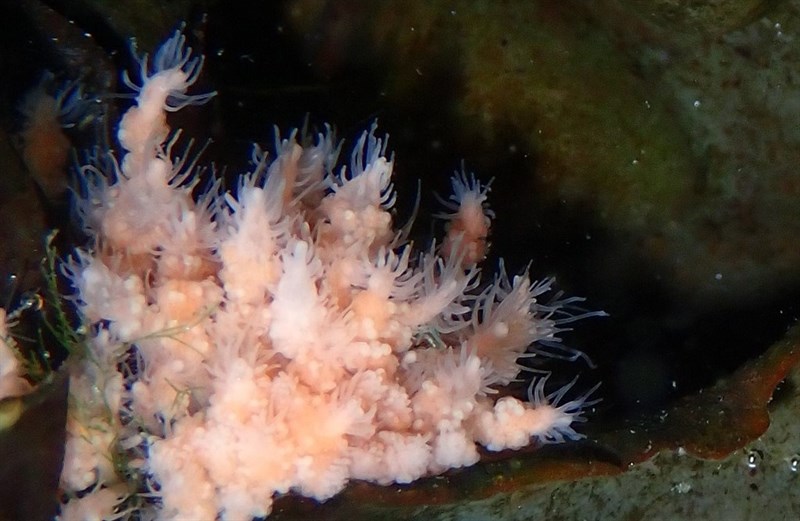 , Club Hydroid, Club-Headed Hydroid - Clava multicornis, Clava multicornis