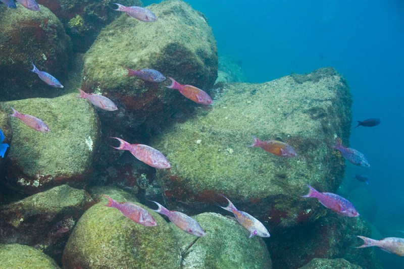 , Gray Angelfish, Clepticus brasiliensis