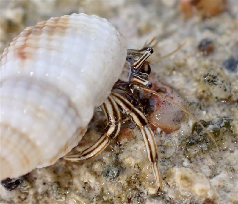 , Tropical Hermit Crab, Clibanarius signatus