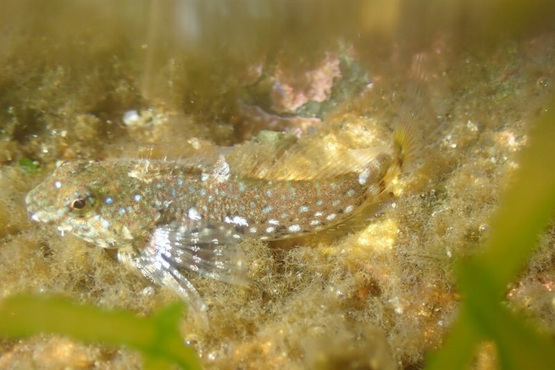 Woolly sculpin, Woolly Sculpin - Clinocottus analis, Clinocottus analis