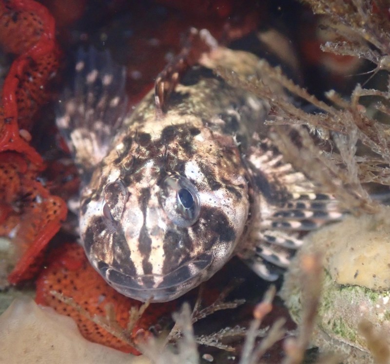 Mosshead sculpin, , Clinocottus globiceps