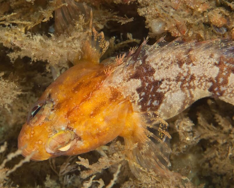 Chinese klipfish, , Clinus nematopterus