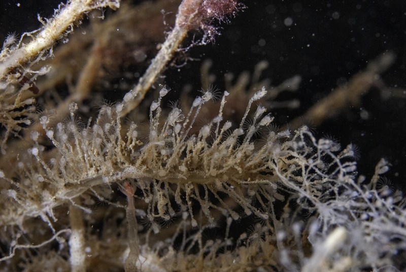 , Hydroids, Clytia hemisphaerica