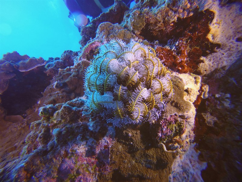 Comaster Noble Feather Star – Comaster nobilis
